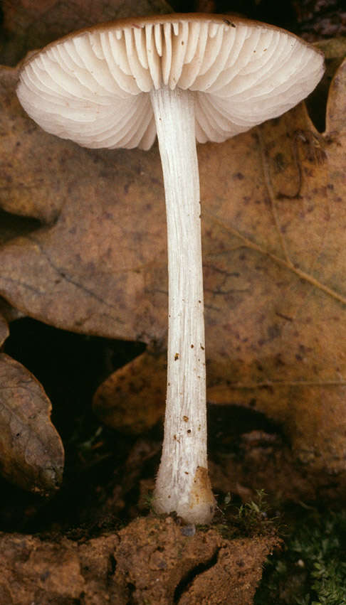 Image of Pluteus griseoluridus P. D. Orton 1984