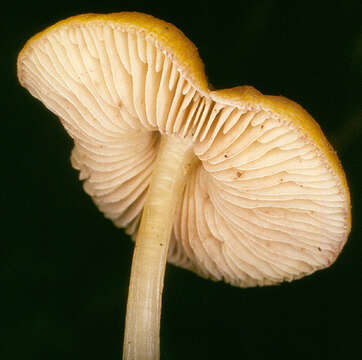 Image of Pluteus chrysophaeus (Schaeff.) Quél. 1872