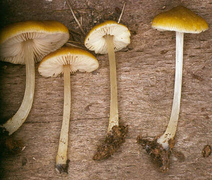 Image of Pluteus chrysophaeus (Schaeff.) Quél. 1872