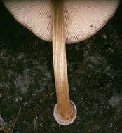 Image of Pluteus plautus (Weinm.) Gillet 1876