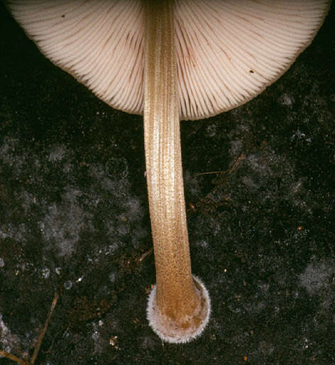 Image of Pluteus plautus (Weinm.) Gillet 1876