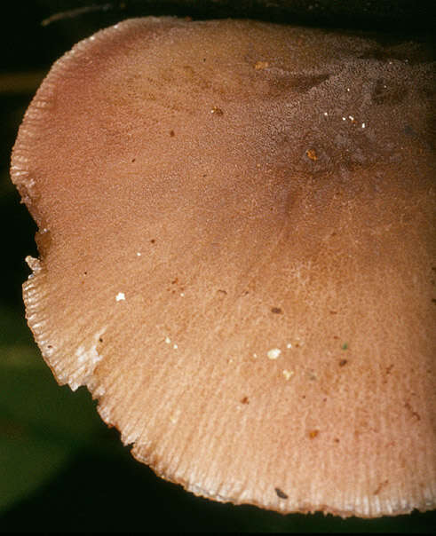 Image of Pluteus plautus (Weinm.) Gillet 1876