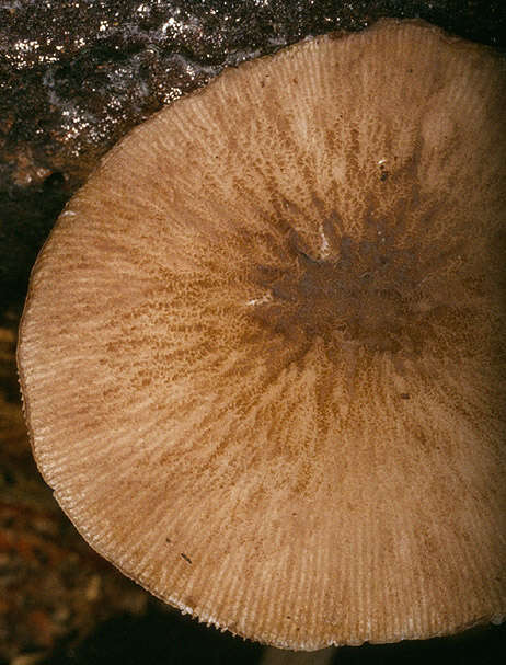 Image of Pluteus plautus (Weinm.) Gillet 1876