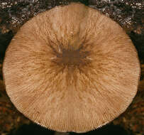 Image of Pluteus plautus (Weinm.) Gillet 1876