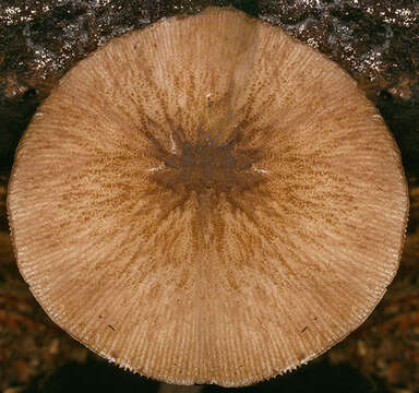 Image of Pluteus plautus (Weinm.) Gillet 1876