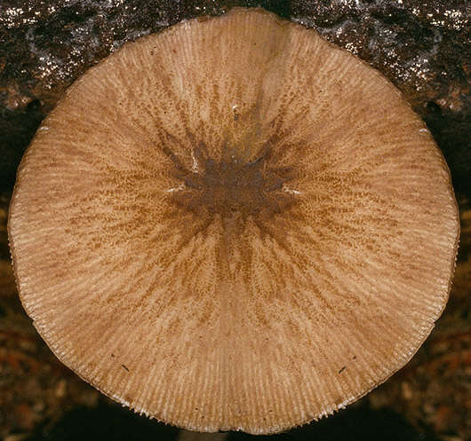 Image of Pluteus plautus (Weinm.) Gillet 1876