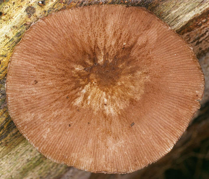 Image of Pluteus plautus (Weinm.) Gillet 1876