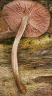 Image of Pluteus plautus (Weinm.) Gillet 1876