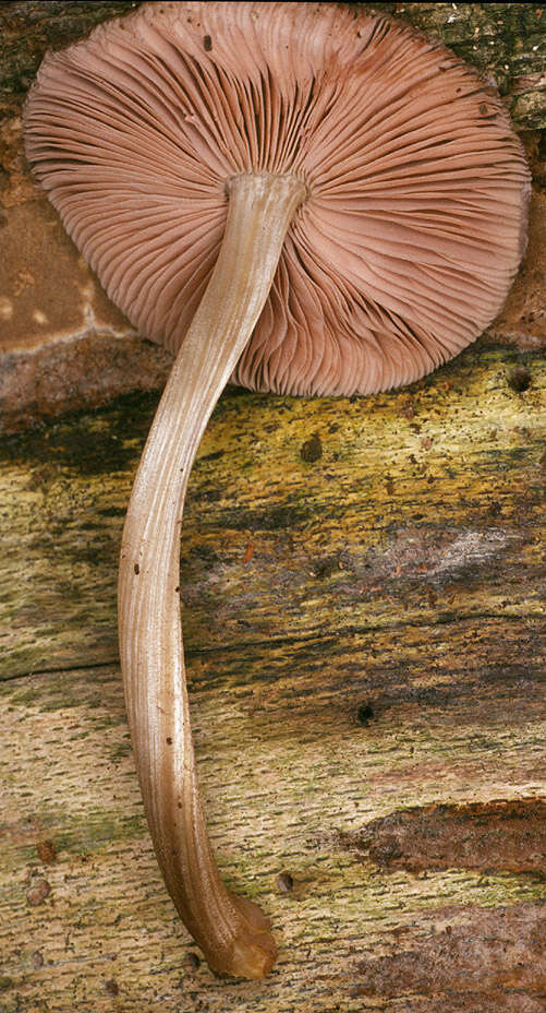 Image of Pluteus plautus (Weinm.) Gillet 1876