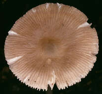 Image of Pluteus griseoluridus P. D. Orton 1984