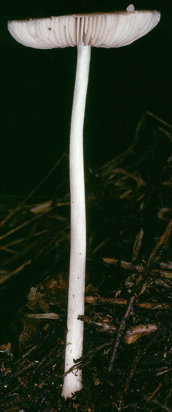 Image of Pluteus griseoluridus P. D. Orton 1984