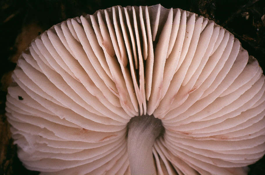 Image of Pluteus griseoluridus P. D. Orton 1984