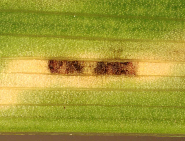 Image de Puccinia iridis Wallr. 1844