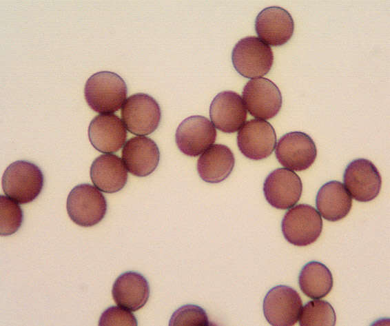 Image of Egg-shell Slime Mould