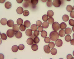 Image of Egg-shell Slime Mould