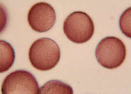 Image of Egg-shell Slime Mould