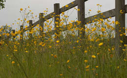 Image of common buttercup