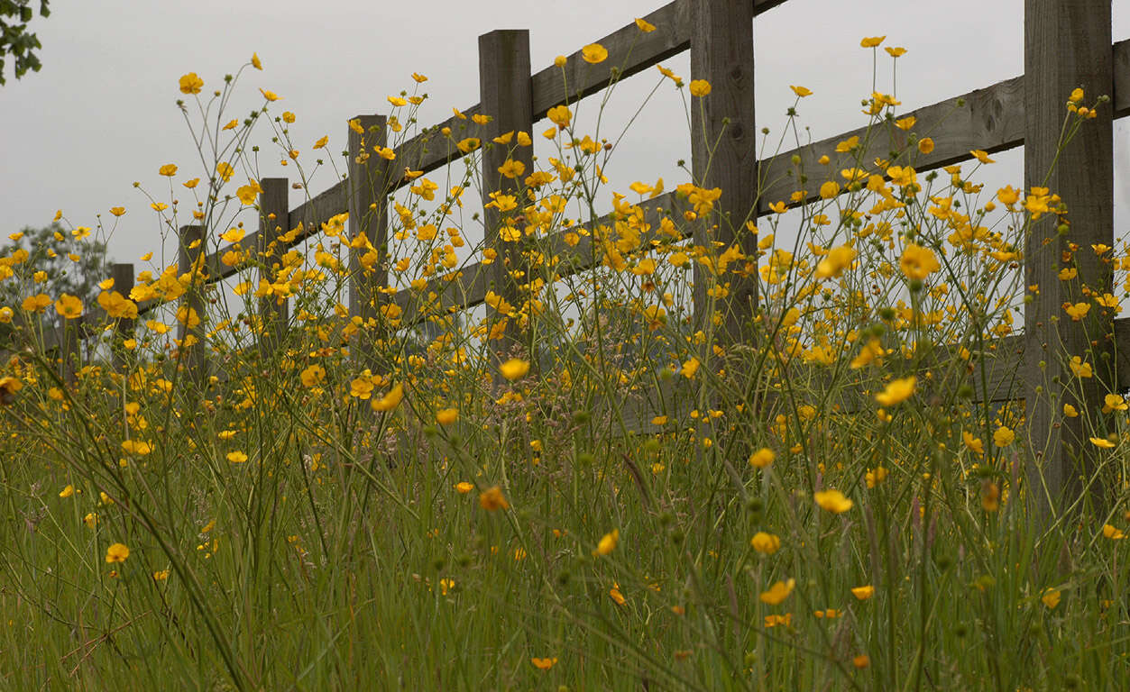 Image of common buttercup