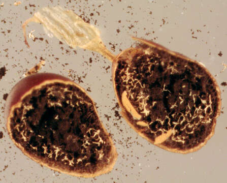 Image of Egg-shell Slime Mould