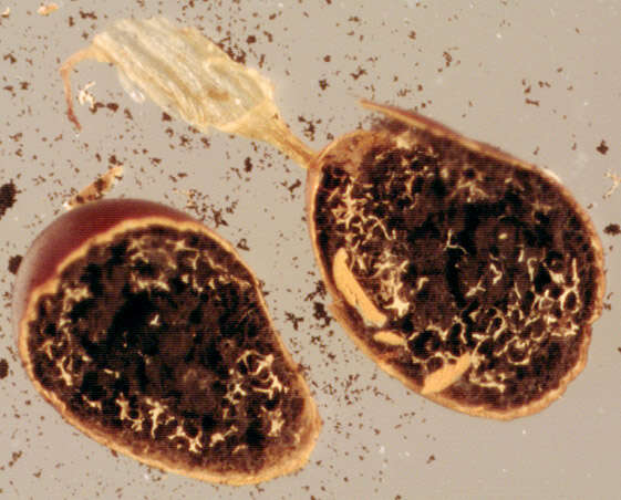 Image of Egg-shell Slime Mould