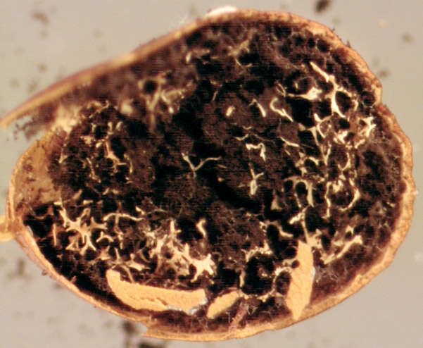 Image of Egg-shell Slime Mould