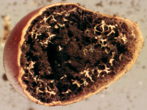 Image of Egg-shell Slime Mould