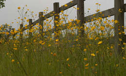 Image of common buttercup