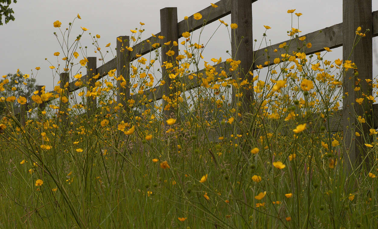 Image of common buttercup