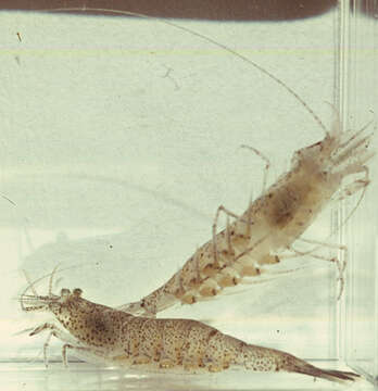 Image of Common shrimp