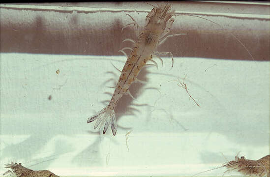 Image of Common shrimp