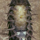 Image of Pill woodlouse