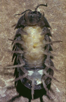 Image of Pill woodlouse