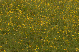 Image of common buttercup