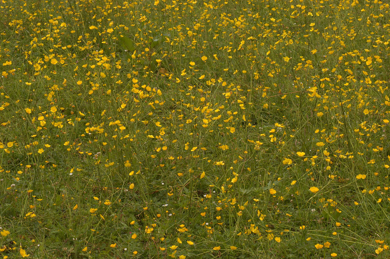 Image of common buttercup