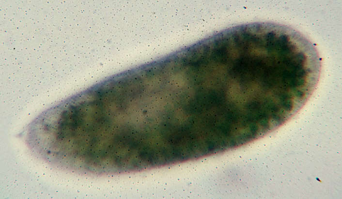 Image of Parameciidae