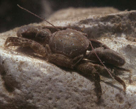 Image of common porcelain crab