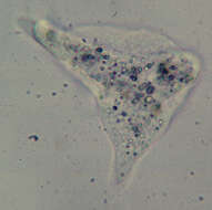 Image of Amoebidae