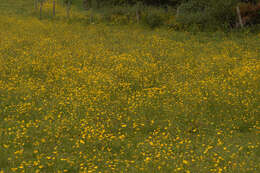 Image of common buttercup