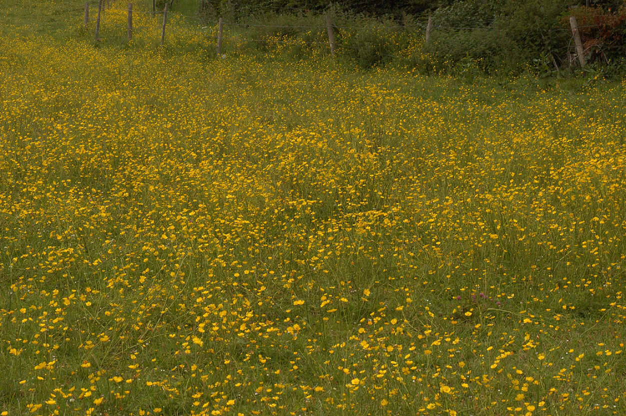 Image of common buttercup