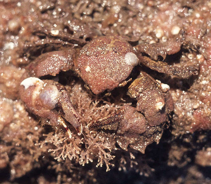 Image of broad-clawed porcelain crab