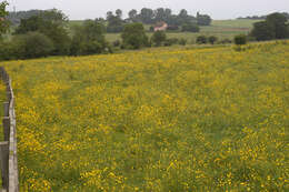 Image of common buttercup