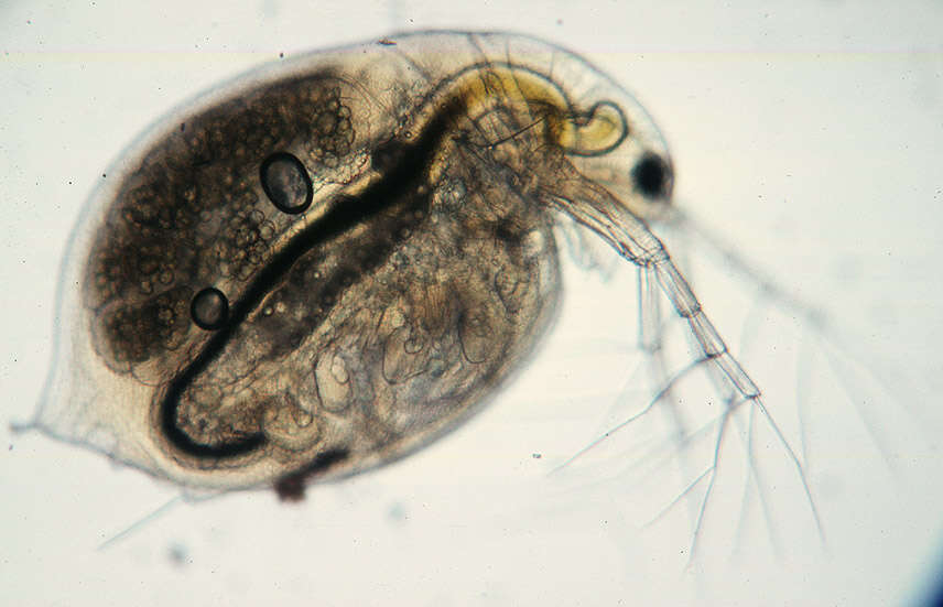 Image of Daphnia (Daphnia) obtusa Kurz 1874