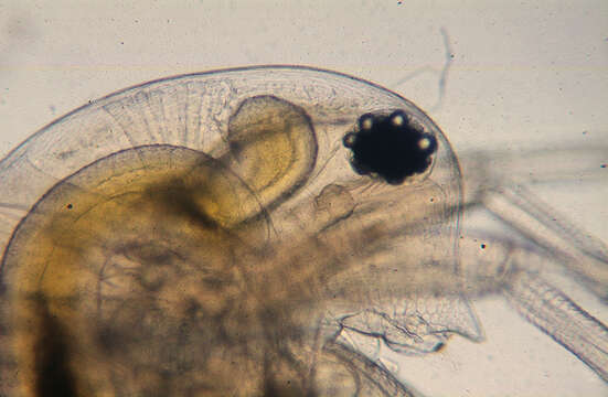 Image of Daphnia (Daphnia) obtusa Kurz 1874