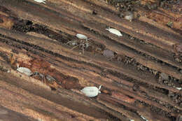 Image of Ant woodlouse