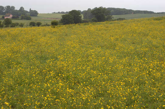 Image of common buttercup