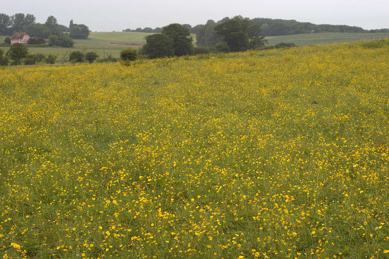 Image of common buttercup