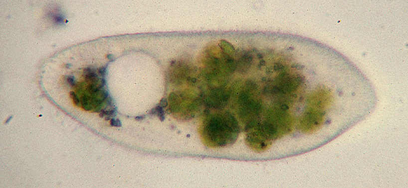 Image of Parameciidae