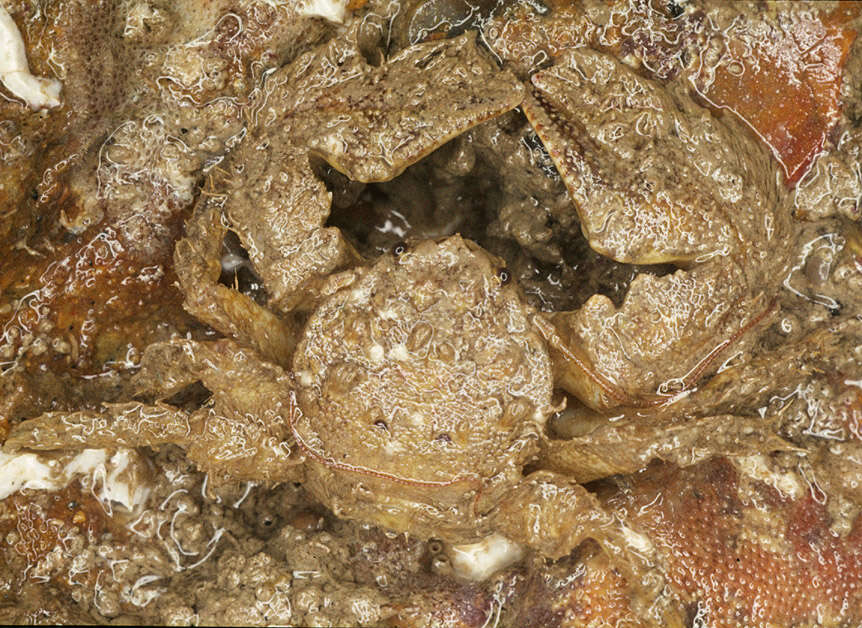 Image of broad-clawed porcelain crab