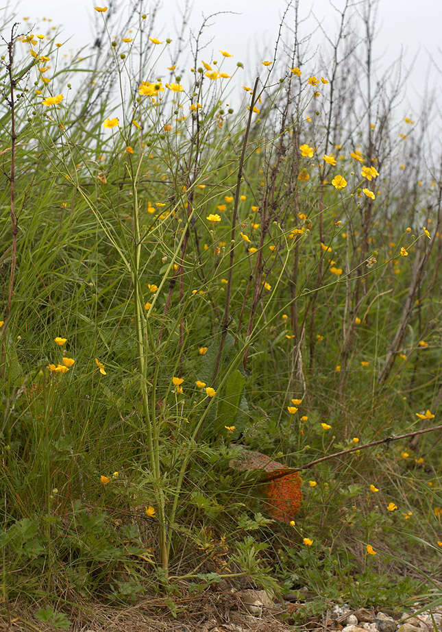 Image of common buttercup