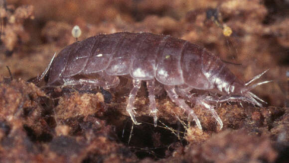 Image of common pygmy woodlouse